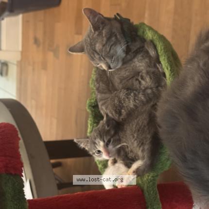 Photo 1/1 Smokey Chat perdu à Belleville