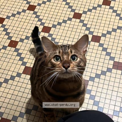 Photo 1/1 simba Chat perdu à Brehand