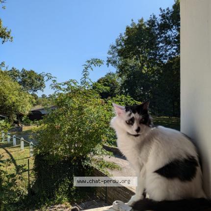 Photo 1/1 Gaston Chat perdu à Loubieng