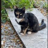 Photo de chat perdu à Rhinelander