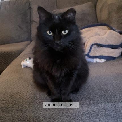 Photo 1/1 Stormy Chat perdu à Conklin