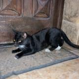 Photo de chat trouvé à Jose C Paz