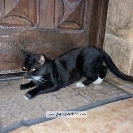 Photo 1/1 Chat trouvé Trouvé à Jose c paz