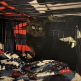 Photo de chat trouvé à Poland