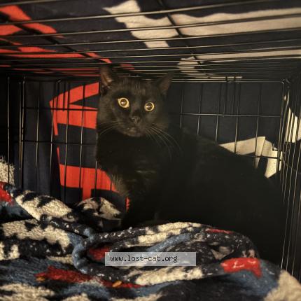 Photo 1/1 Chat trouvé Trouvé à Poland