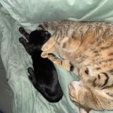 Photo de chat perdu à La Grande Paroisse