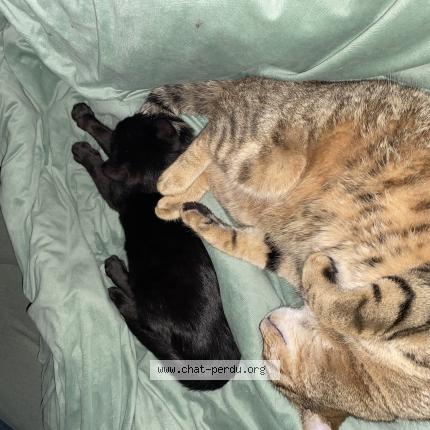 Photo 1/1 Le prtit Chat perdu à La grande paroisse