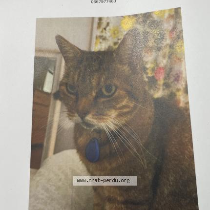 Photo 1/1 Chat retrouvé Perdu à Sceaux