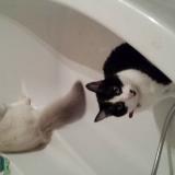 Photo de chat perdu à Noveant Sur Moselle