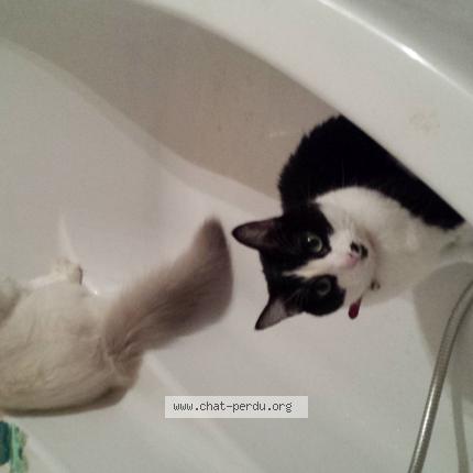 Photo 1/1 ETOILE Chat perdu à Noveant sur moselle