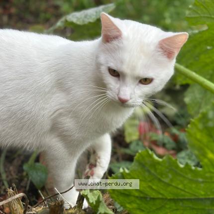 Photo de chat perdu à Tours
