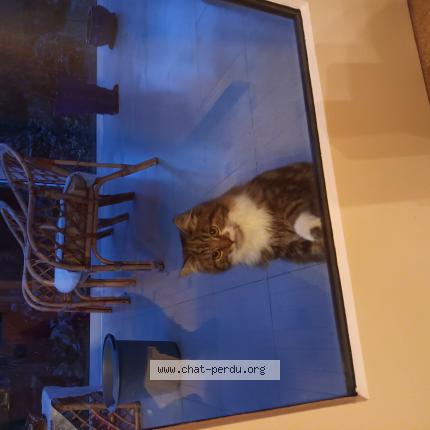 Photo 1/1 Chat retrouvé Trouvé à Sambreville