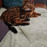 Photo de chat perdu à Brehand