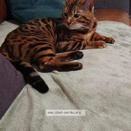 Photo 1/1 Simba Chat perdu à Brehand