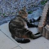 Photo de chat perdu à Saint Front De Pradoux