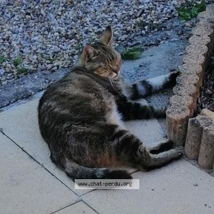 Photo 1/1 MILOU Chat perdu à Saint front de pradoux