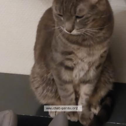 Photo 1/1 Chat retrouvé Perdu à Paris