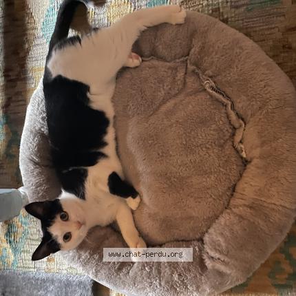 Photo 1/1 Lilou Chat perdu à La wantzeneau