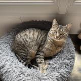 Photo de chat perdu à Mache