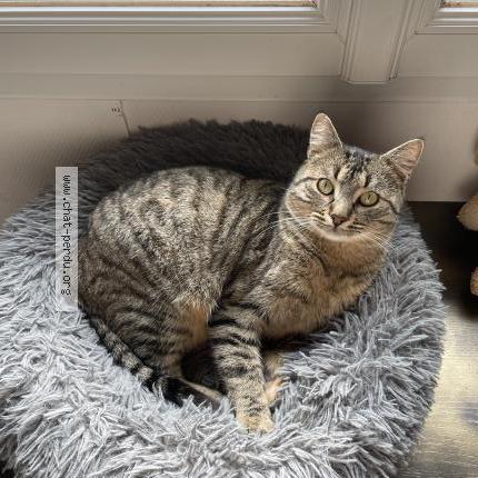 Photo 1/1 Rio Chat perdu à Mache