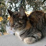 Photo de chat trouvé à Pouzolles