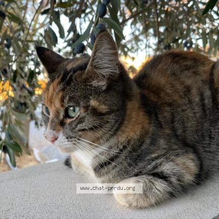 Photo 1/1 Chat retrouvé Trouvé à Pouzolles
