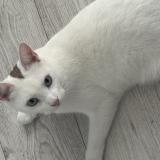 Photo de chat perdu à Massy