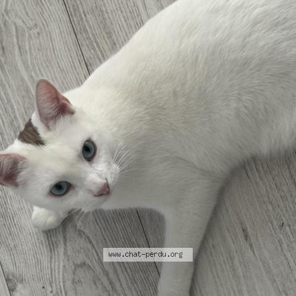 Photo 1/1 Chat retrouvé Perdu à Massy