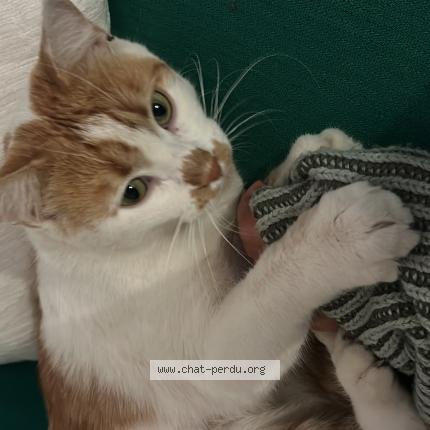 Photo de chat perdu à Toulouse