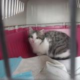 Photo de chat trouvé à Caden