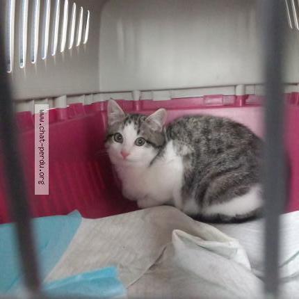 Photo 1/1 Chat trouvé Trouvé à Caden