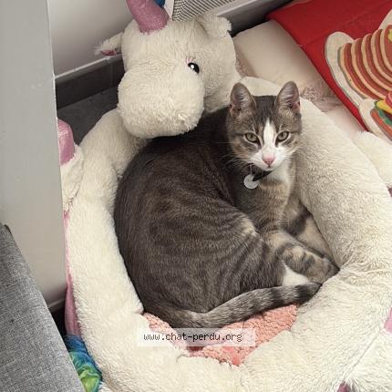 Photo 1/1 Grisou Chat perdu à Corcoue sur logne