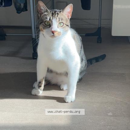 Photo de chat perdu à Villefranche Sur Saone