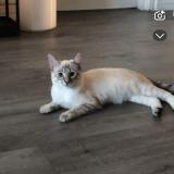 Photo de chat perdu à Suce En Brie