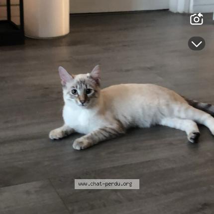 Photo 1/1 Dolly Chat perdu à Suce en brie