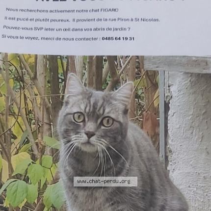 Photo 1/1 Figaro Chat perdu à Liege