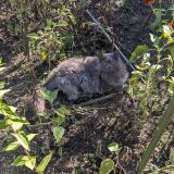 Photo de chat perdu à Bouc Bel Air