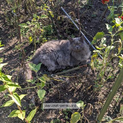 Photo 1/1 Tourbillon Chat perdu à Bouc bel air