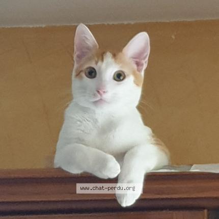 Photo 1/1 Chat retrouvé Perdu à Claix