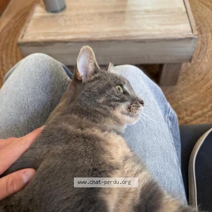 Photo de chat perdu à Angers