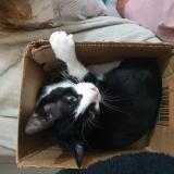 Photo de chat perdu à Argentan