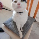 Photo de chat trouvé à Gouesnou