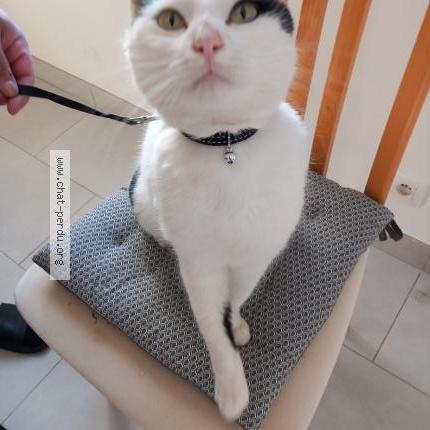 Photo 1/1 Chat trouvé Trouvé à Gouesnou