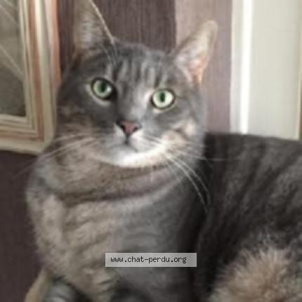 Photo 1/1 Chat retrouvé Perdu à Noaillan