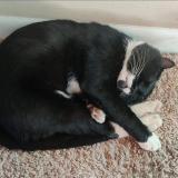 Photo de chat perdu à Nashville