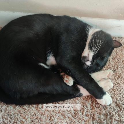 Photo 1/1 Bootsy Chat perdu à Nashville