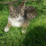 Photo de chat perdu à Epinay Sur Seine