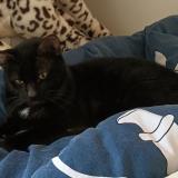 Photo de chat perdu à Cestas Gazinet