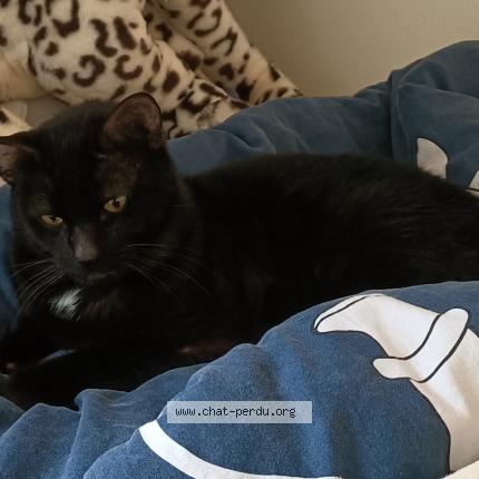 Photo 1/1 Zeus Chat perdu à Cestas gazinet