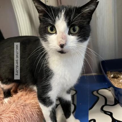 Photo 1/1 Chat retrouvé Perdu à Brest